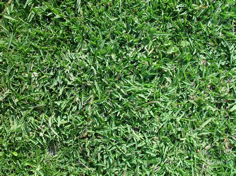 File:Buffalo grass texture.jpg - Wikimedia Commons