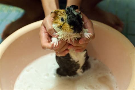 80+ Guinea Pig In Bath Stock Photos, Pictures & Royalty-Free Images ...