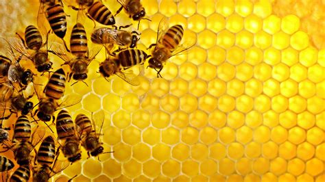 🔥 [48+] Honey Bee Wallpapers | WallpaperSafari