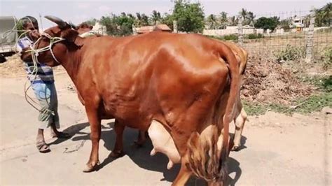 Brown Female Healthy Jersey Cow For Milking And Breeding Purposes at ...