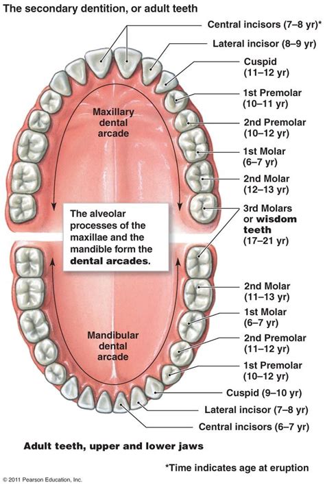 Diagram Of A Tooth Structure # 53 Human Teeth And Dental Dec