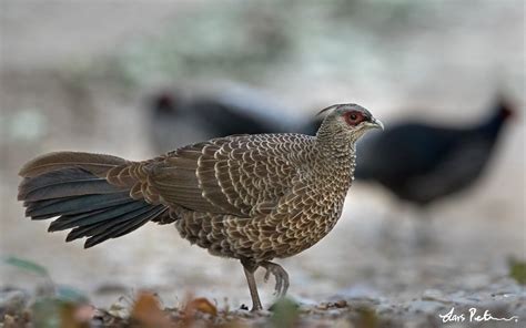 Kalij Pheasant | Northern India | Bird images from foreign trips | Gallery | My World of Bird ...