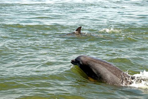 Dolphins In The Wild Free Stock Photo - Public Domain Pictures