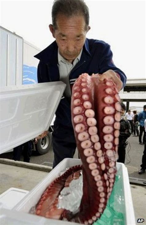 Fukushima fish still contaminated from nuclear accident - BBC News
