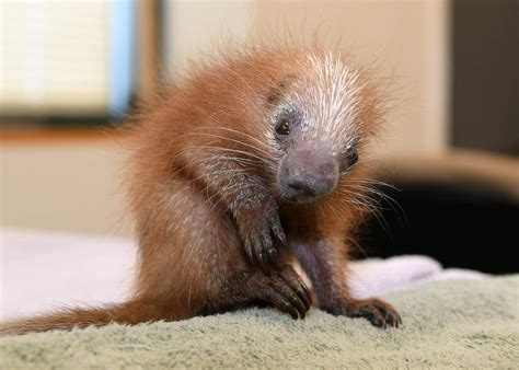 Baby Porcupine is First of its Kind Born at Brookfield Zoo | Chicago News | WTTW