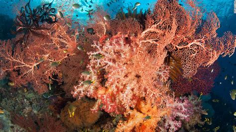 Scuba in Indonesia: Raja Ampat's coral reefs astound divers | CNN Travel