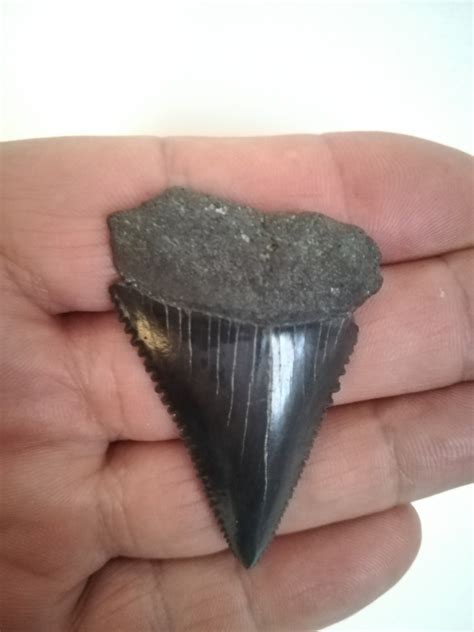 Fossil Serrated GREAT WHITE Shark Tooth Carcharodon