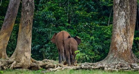 Best Dzanga Sangha National Park Stock Photos, Pictures & Royalty-Free ...