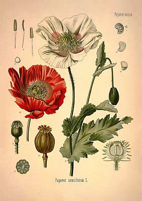 Opium Poppy Botanical Illustration Art Poster Print - A5 A4 A3 - HD & Restored | eBay