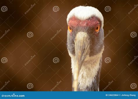 Common crane stock photo. Image of closeup, watchfully - 24622864