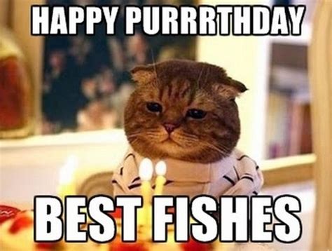 101 Funny Cat Birthday Memes for the Feline Lovers in Your Life