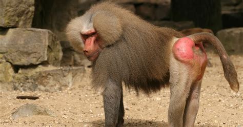 University student caught with baboon’s VAG!NA