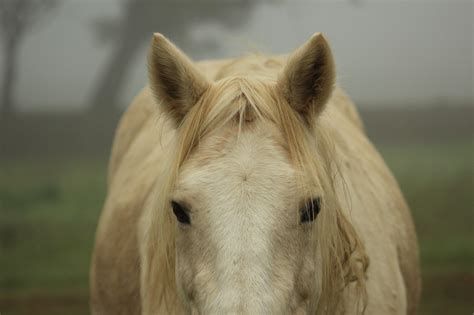 Melanoma in Horses – Just for my Horse