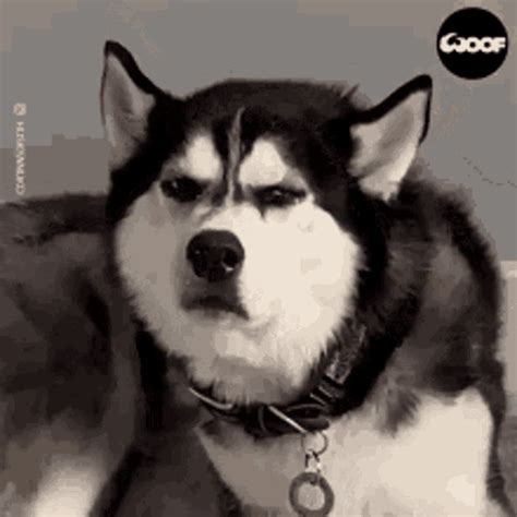 Dog Husky GIF - Dog Husky BruhWhat - Discover & Share GIFs