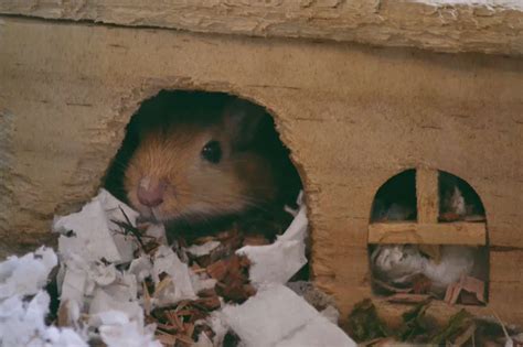 Depression in gerbils: 5 causes & 4 care tips - Pets Guides