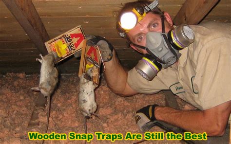 Attic Rat | How to Get Rid of Rats in The Attic