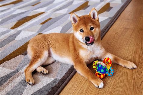 4 Shiba Inu Breeders In Texas: Best Pups In The State