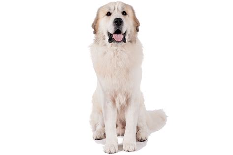 Great Pyrenees | GreatDogSite