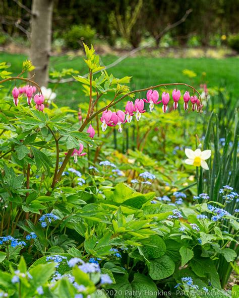 Spring in the Gardens | Beautiful Flower Pictures Blog