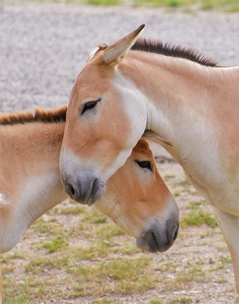 - Love - Persian Onagers donkey - Equus hemionus onager Photograph by THERESA Nye - Fine Art America