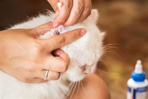 6 Best Cat Ear Cleaners of 2022 (Check Your Cat's Ears Once a Week)