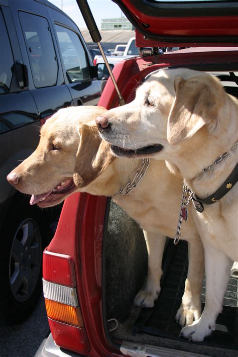 Volvo Dogs | Otis and Lucy, preparing to star in Volvo's new… | Flickr