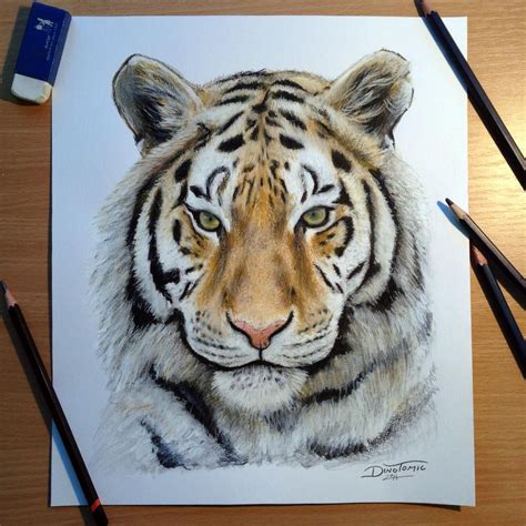 Tiger pencil drawing by AtomiccircuS on DeviantArt | Realistic animal drawings, Tiger drawing ...