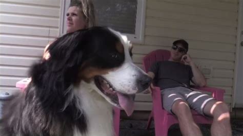 Norman the wonder dog credited with saving owner's life | CTV News