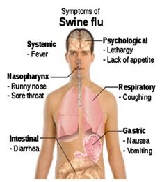 SWINE FLU - Symptoms and Vaccines - Simple Indian Mom