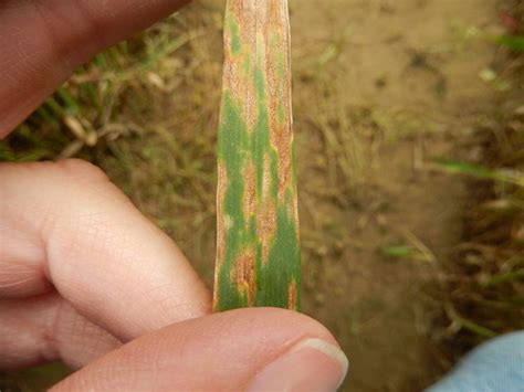 Oleander Diseases - Complete Gardering