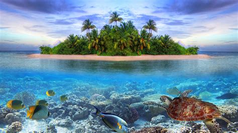 🔥 Free Download Marine Life Tropical Island 4k Ultra Hd Wallpaper Net ...