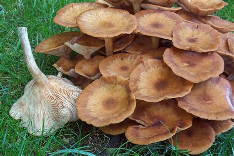 Honey Mushrooms vs. Deadly Galerina - A-Z Animals