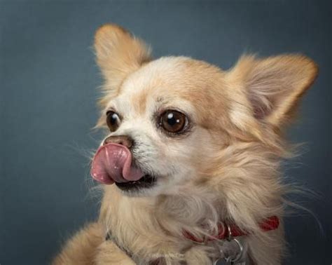 Pomeranian Chihuahua Mix For Adoption