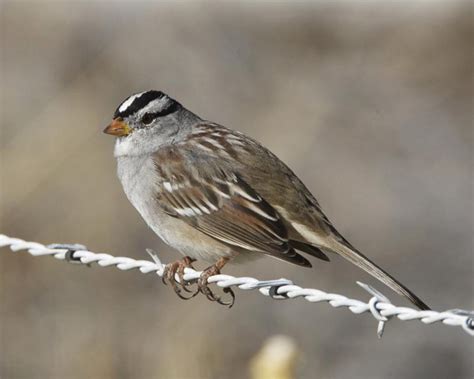 Birdwatching in Corn Creek, Nevada 2025 - Rove.me