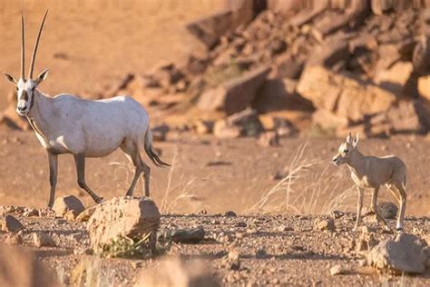 KSA Released List of Protected Endangered Species In Saudi Arabia ...