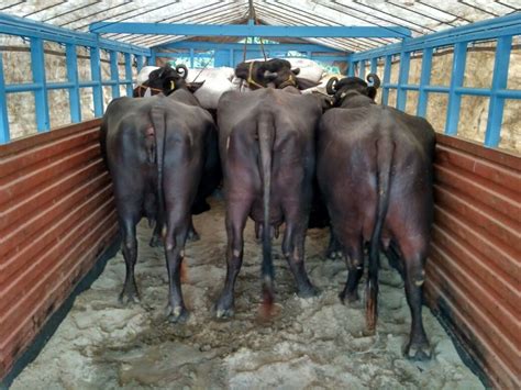 Mehsana Buffalo, Dairy Buffalo Supplier in Karnal, Haryana