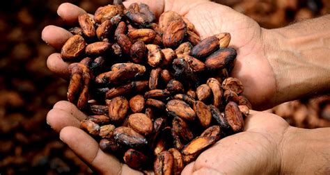 Consciousness-raising in the cocoa supply chain – Work in Progress