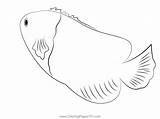 Joculator Angelfish Coloring Page For Kids  Free Angelfishes Printable sketch template