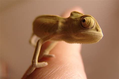 The world’s smallest reptile lives in Madagascar | Curious Times