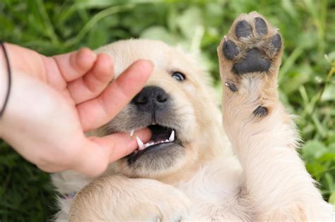 Vašemu šťěňátku rostou druhé zuby. Co s tím? | RadaVeterináře.cz