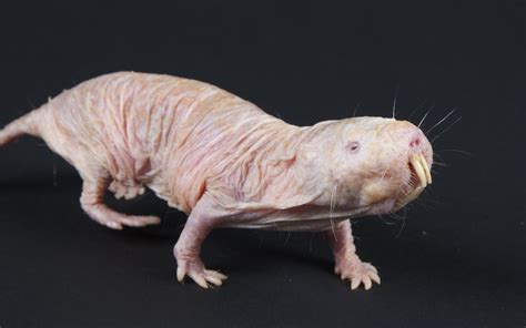 Naked Mole Rats Defy the Concept of Aging, Almost Never Get Cancer