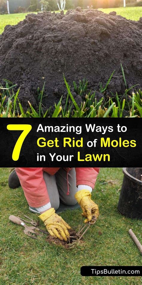 7 Amazing Ways to Get Rid of Moles in Your Lawn | Moles in yard, Mole ...