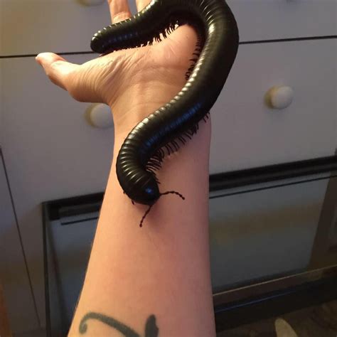 a woman's arm with a black caterpillar tattoo on it