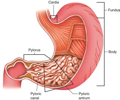 Cenveo - Drawing Major regions of stomach: cardia, fundus, body, and ...