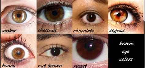 Hi there. I was kinda searching about brown shades of eye colors. There ...