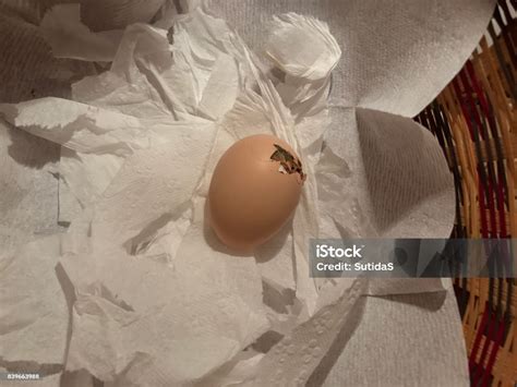 Chicken Hatching Stock Photo - Download Image Now - Agriculture, Animal ...