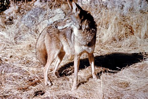 Coyote | Size, Habitat, Howling, & Facts | Britannica