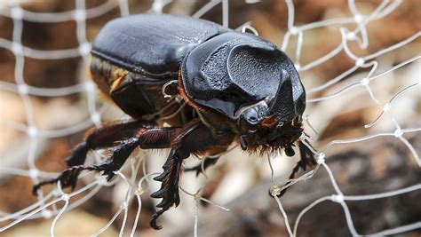 Study: Snakes helped big rhino beetle invade Guam