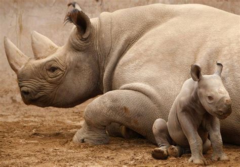 Naissance d'un petit rhinocéros | Most endangered animals, Baby rhino, Baby animals