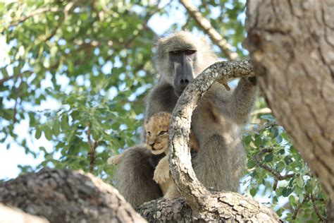 Male Baboon Steals Lion Cub And Grooms It In A Tree - Kruger National ...